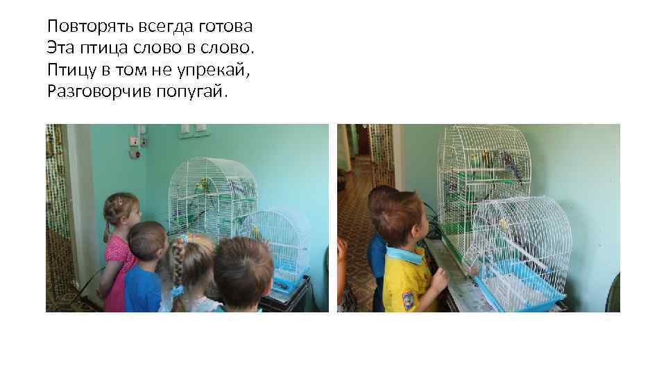 Повторять всегда готова Эта птица слово в слово. Птицу в том не упрекай, Разговорчив