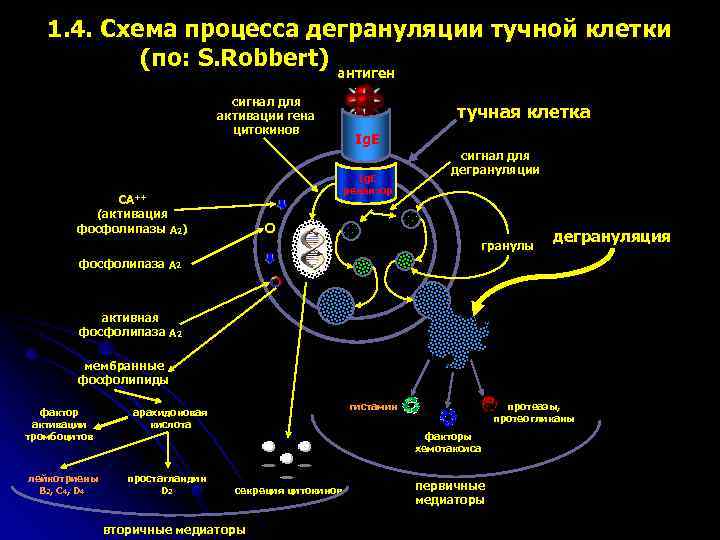 1. 4. Схема процесса дегрануляции тучной клетки (по: S. Robbert) антиген сигнал для активации