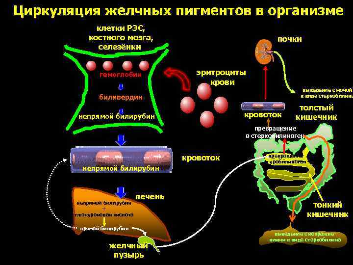 Превращение биливердина в билирубин. Желчные пигменты. Превращение гемоглобина в клетках ретикулоэндотелиальной системы. Определение желчных пигментов в Кале.