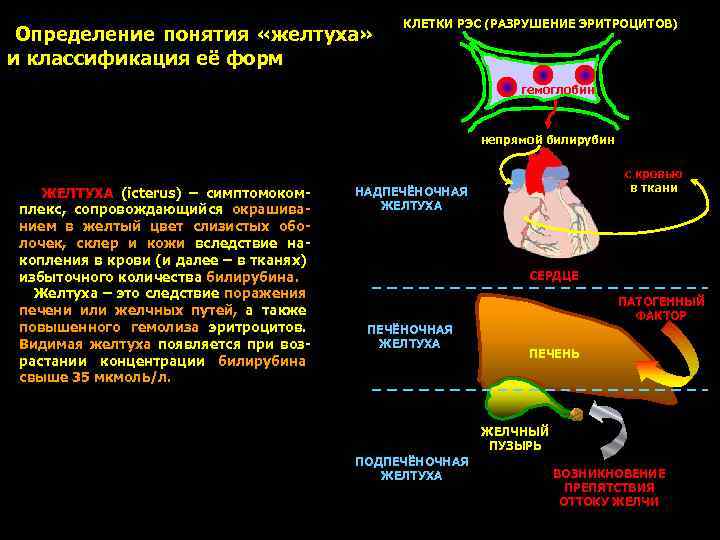 Определение понятия «желтуха» и классификация её форм КЛЕТКИ РЭС (РАЗРУШЕНИЕ ЭРИТРОЦИТОВ) гемоглобин непрямой билирубин