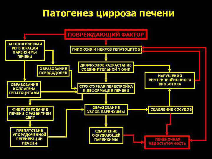 Патогенез цирроза печени ПОВРЕЖДАЮЩИЙ ФАКТОР ПАТОЛОГИЧЕСКАЯ РЕГЕНЕРАЦИЯ ПАРЕНХИМЫ ПЕЧЕНИ ОБРАЗОВАНИЕ ПСЕВДОДОЛЕК ОБРАЗОВАНИЕ КОЛЛАГЕНА ГЕПАТОЦИТАМИ