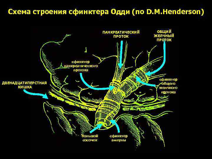 Сфинктер одди расположение фото