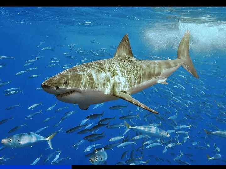 Shark tourism n n Просмотр больших белых акул популярен в Австралии, Южной Африке Дайверы