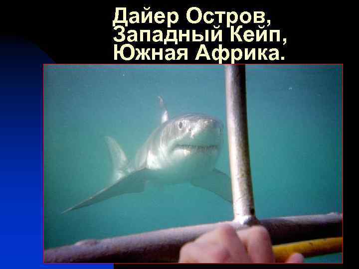 Дайер Остров, Западный Кейп, Южная Африка. 