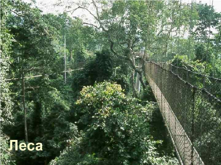 Леса 