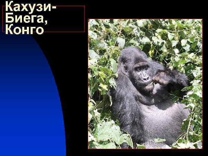 Кахузи. Биега, Конго 