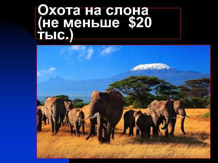 Охота на слона (не меньше $20 тыс. ) 