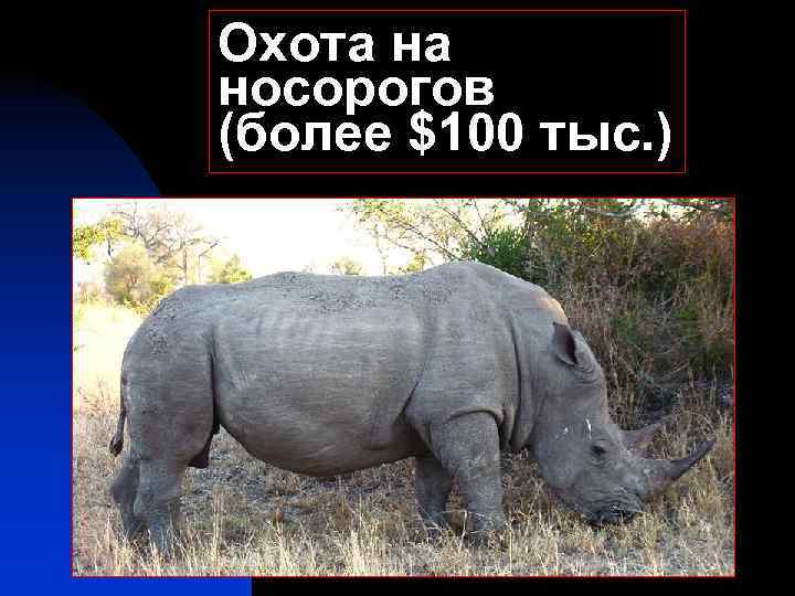Охота на носорогов (более $100 тыс. ) 