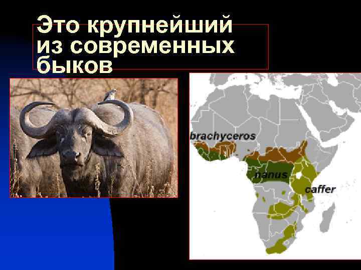 Это крупнейший из современных быков 