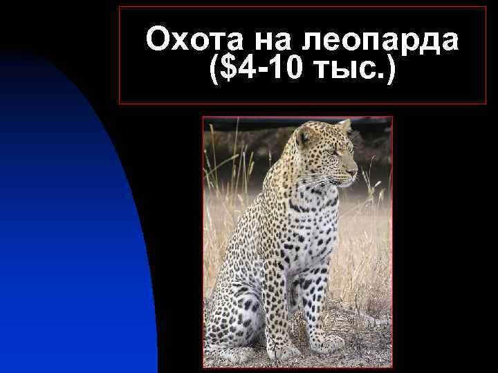 Охота на леопарда ($4 -10 тыс. ) 