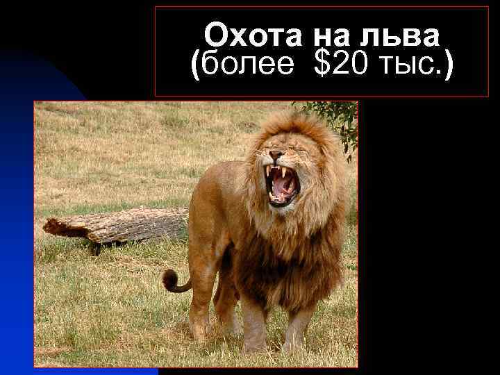 Охота на льва (более $20 тыс. ) 