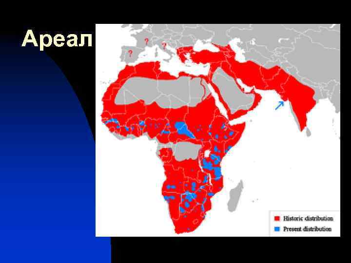 Ареал 