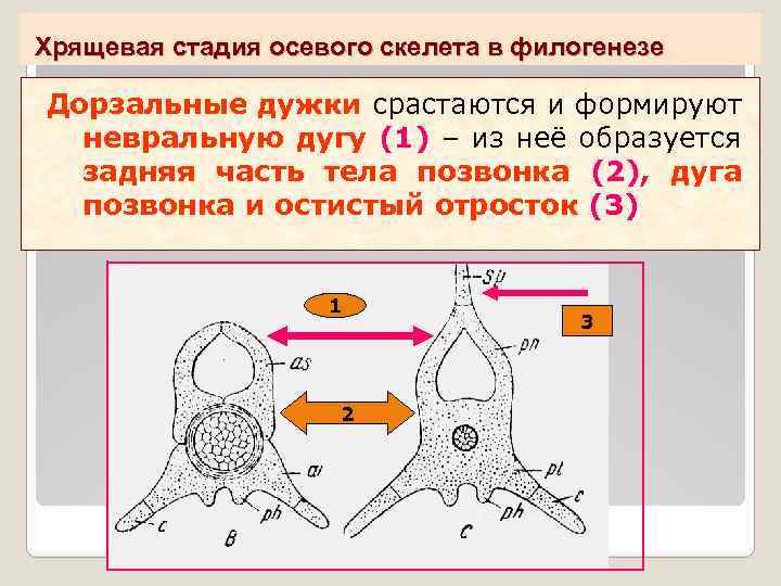 Строение оси