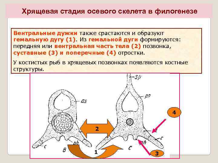 Хрящевая стадия осевого скелета в филогенезе Вентральные дужки также срастаются и образуют гемальную дугу