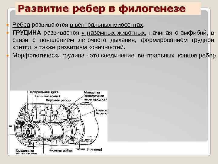 Строение оси