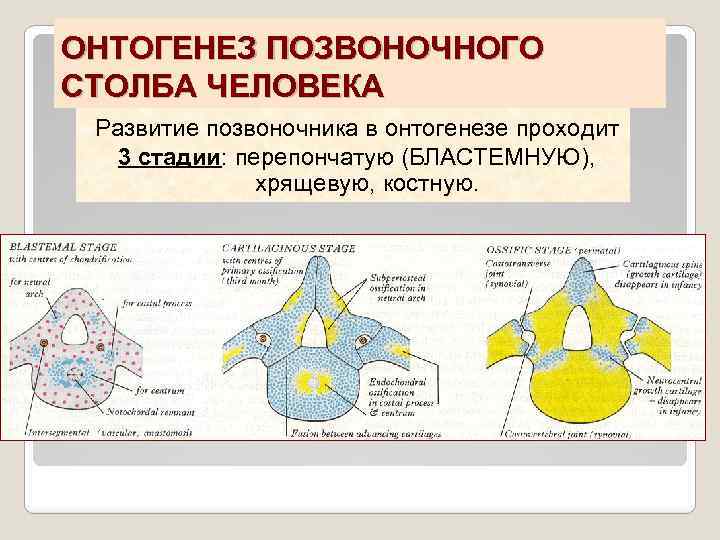ОНТОГЕНЕЗ ПОЗВОНОЧНОГО СТОЛБА ЧЕЛОВЕКА Развитие позвоночника в онтогенезе проходит 3 стадии: перепончатую (БЛАСТЕМНУЮ), хрящевую,