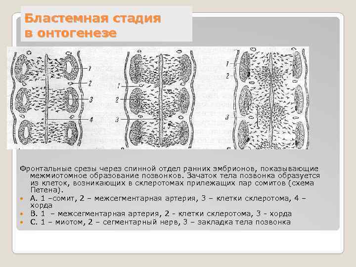 Бластемная стадия в онтогенезе Фронтальные срезы через спинной отдел ранних эмбрионов, показывающие межмиотомное образование