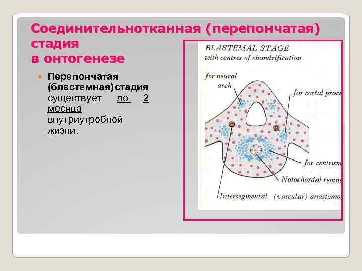 Соединительнотканная (перепончатая) стадия в онтогенезе Перепончатая (бластемная) стадия существует до 2 месяца внутриутробной жизни.