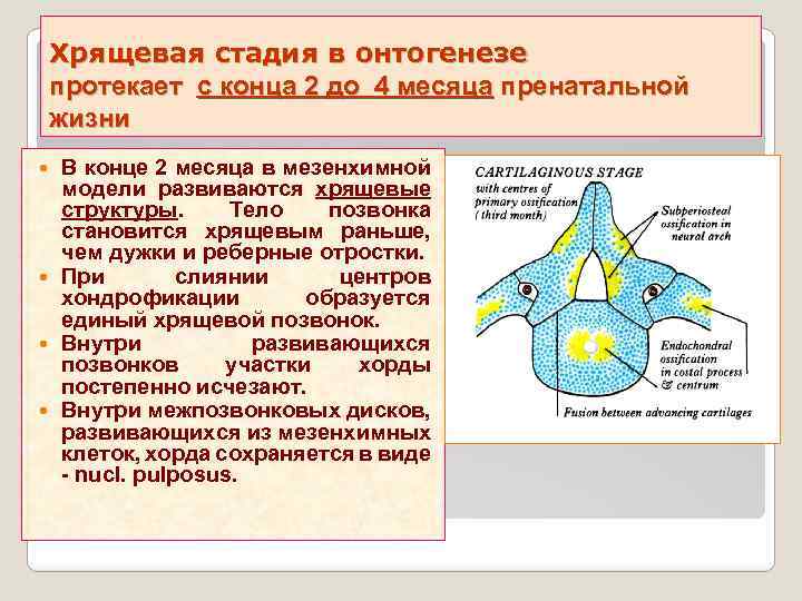 Хрящевая стадия в онтогенезе протекает с конца 2 до 4 месяца пренатальной жизни В