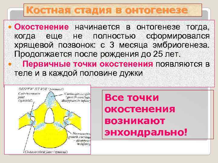 Костная стадия в онтогенезе Окостенение начинается в онтогенезе тогда, когда еще не полностью сформировался