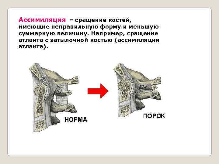 Органы сходные по общему плану строения но имеющие различную форму величину и приспособленность к