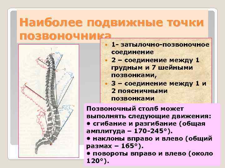 Наиболее подвижные точки позвоночника 1 - затылочно-позвоночное соединение 2 – соединение между 1 грудным