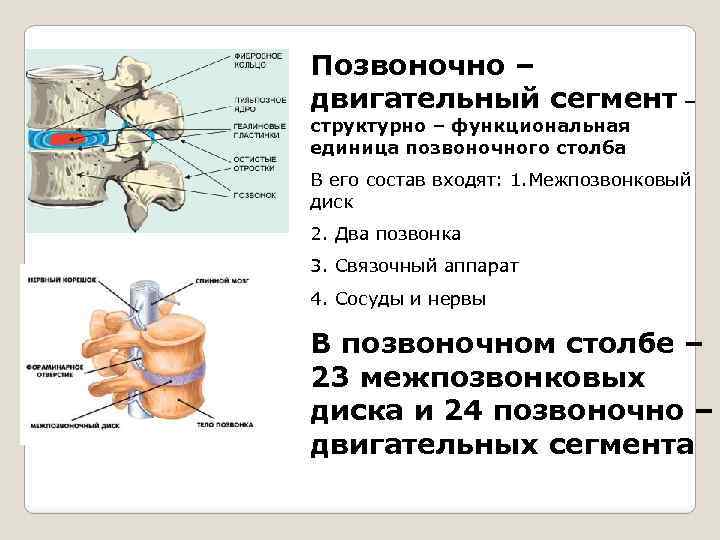 Схема строения скелета позвоночных