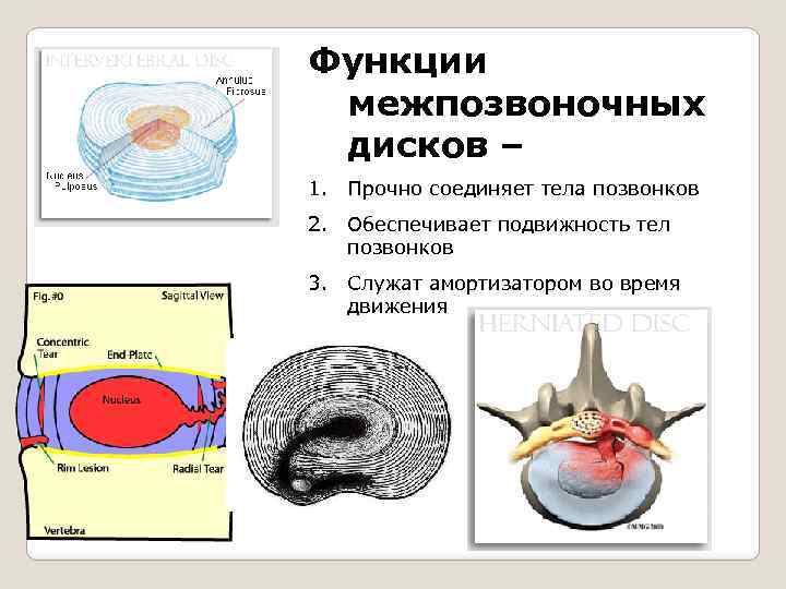 При каком виде физических упражнений происходит массаж межпозвоночных дисков