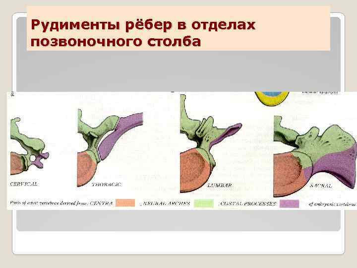 Рудименты рёбер в отделах позвоночного столба 