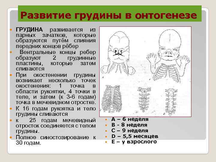 Развитие и строение