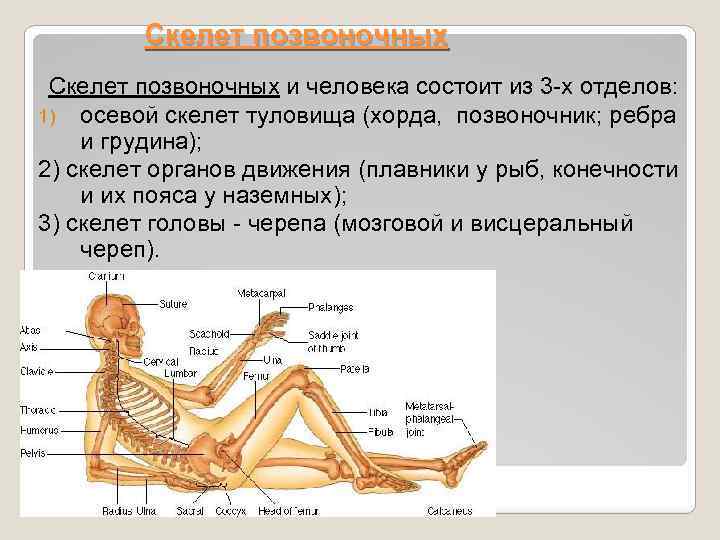Скелет позвоночных и человека состоит из 3 -х отделов: 1) осевой скелет туловища (хорда,