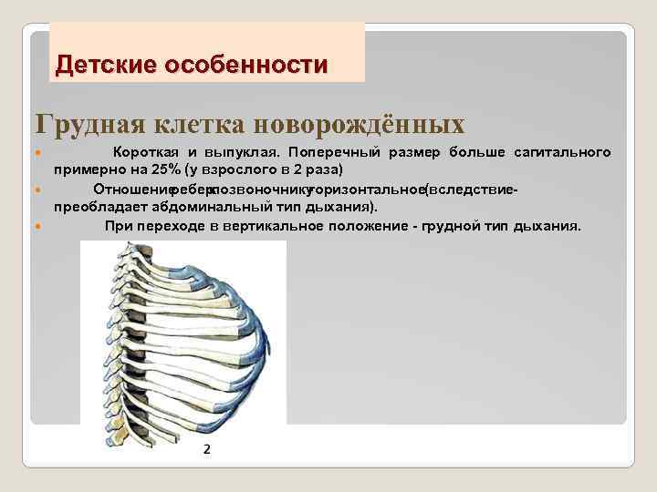 Детские особенности Грудная клетка новорождённых Короткая и выпуклая. Поперечный размер больше сагитального примерно на