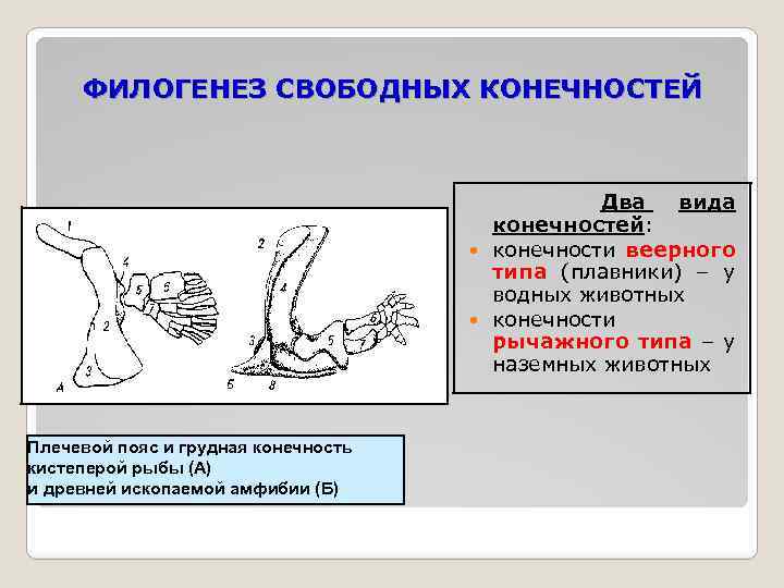 Свободная конечность