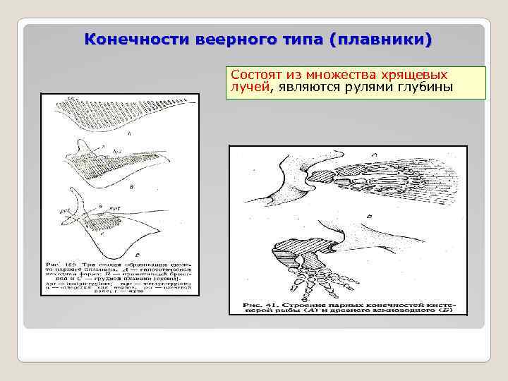 Конечности веерного типа (плавники) Состоят из множества хрящевых лучей, являются рулями глубины 