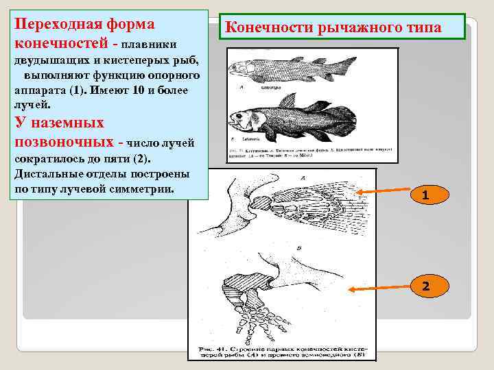 Используя рисунки 121 и 122 назовите особенности строения двоякодышащих и кистеперых рыб