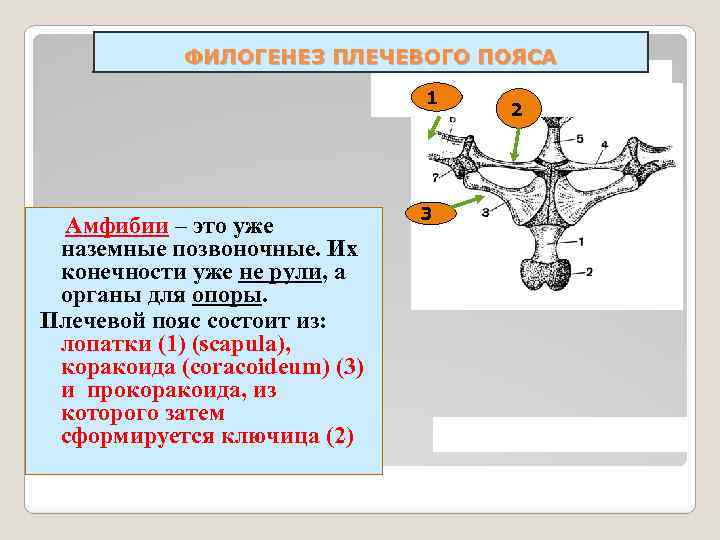 ФИЛОГЕНЕЗ ПЛЕЧЕВОГО ПОЯСА 1 Амфибии – это уже наземные позвоночные. Их конечности уже не