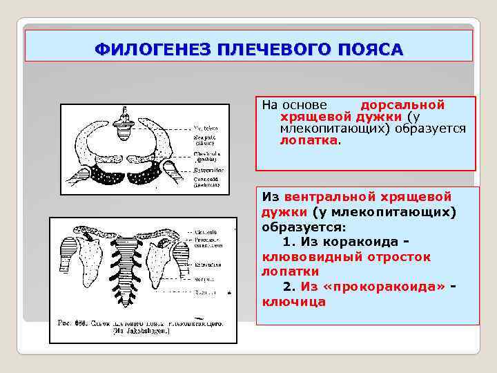 ФИЛОГЕНЕЗ ПЛЕЧЕВОГО ПОЯСА На основе дорсальной хрящевой дужки (у млекопитающих) образуется лопатка. Из вентральной