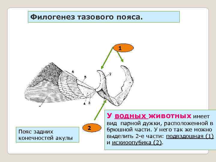 Филогенез тазового пояса. 1 У водных животных имеет Пояс задних конечностей акулы 2 вид
