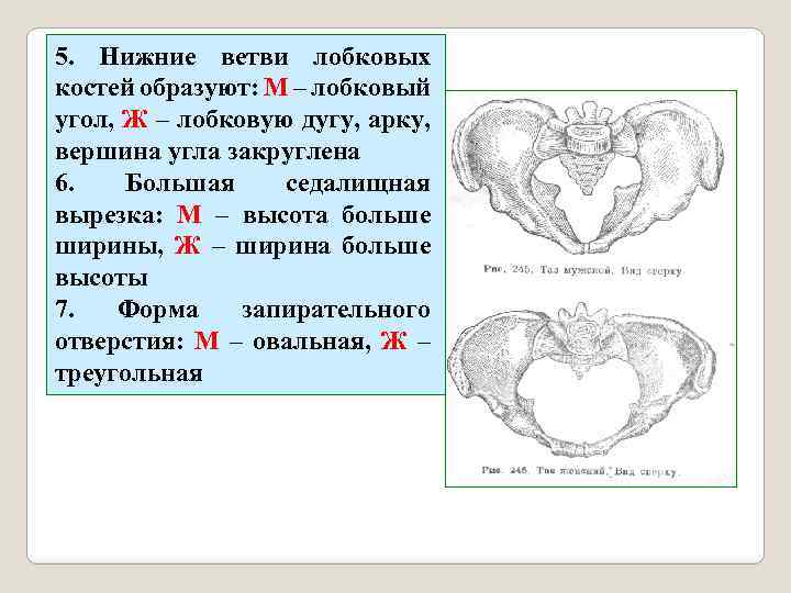 5. Нижние ветви лобковых костей образуют: М – лобковый угол, Ж – лобковую дугу,
