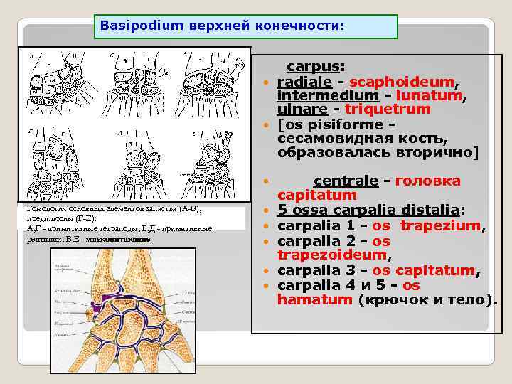 Basipodium верхней конечности: carpus: radiale - scaphoideum, intermedium - lunatum, ulnare - triquetrum [os