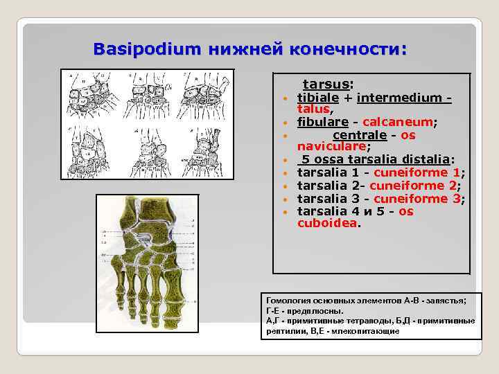 Basipodium нижней конечности: tarsus: tibiale + intermedium - talus, fibulare - calcaneum; centrale -
