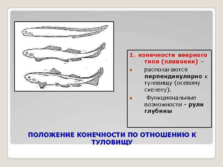 Какими цифрами на рисунке обозначены конечности плавательного и копательного типа у насекомых