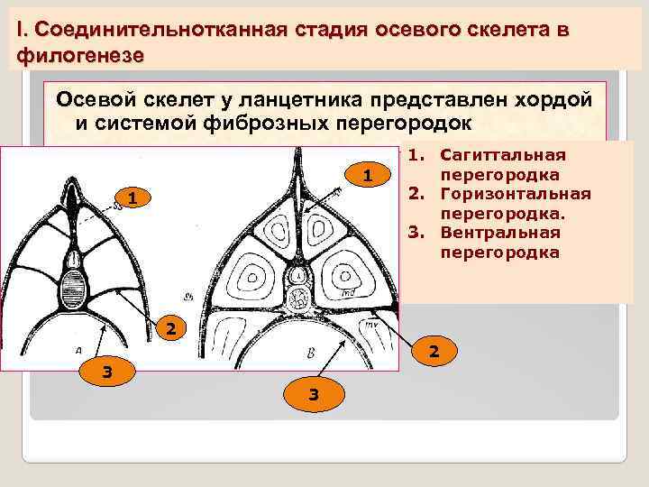 I. Соединительнотканная стадия осевого скелета в филогенезе Осевой скелет у ланцетника представлен хордой и