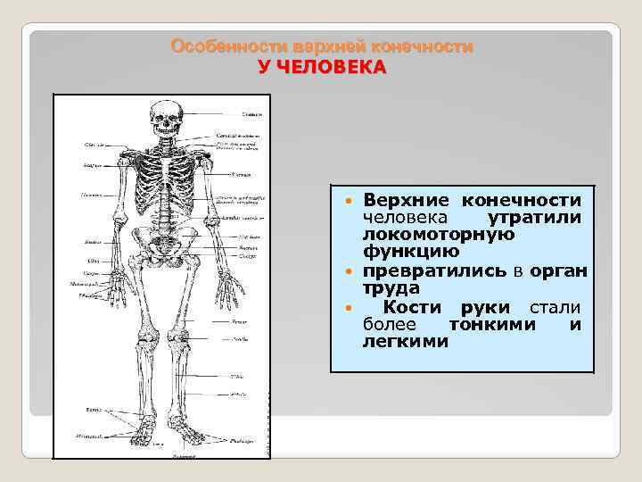 Для скелета не характерна. Скелет конечностей человека. Функции скелета конечностей человека. Особенности строения конечностей человека. Строение осевого скелета.