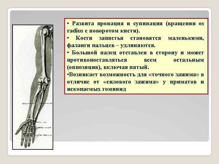  • Развита пронация и супинация (вращении os radius с поворотом кисти). • Кости