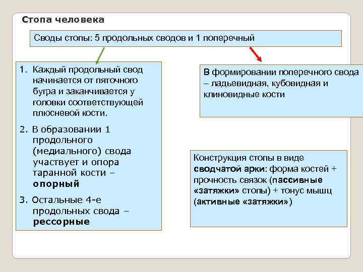 Стопа человека Своды стопы: 5 продольных сводов и 1 поперечный 1. Каждый продольный свод
