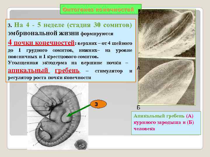 Эмбриональные грыжи презентация