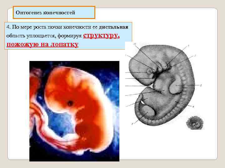 Онтогенез конечностей 4. По мере роста почки конечности ее дистальная область уплощается, формируя структуру,