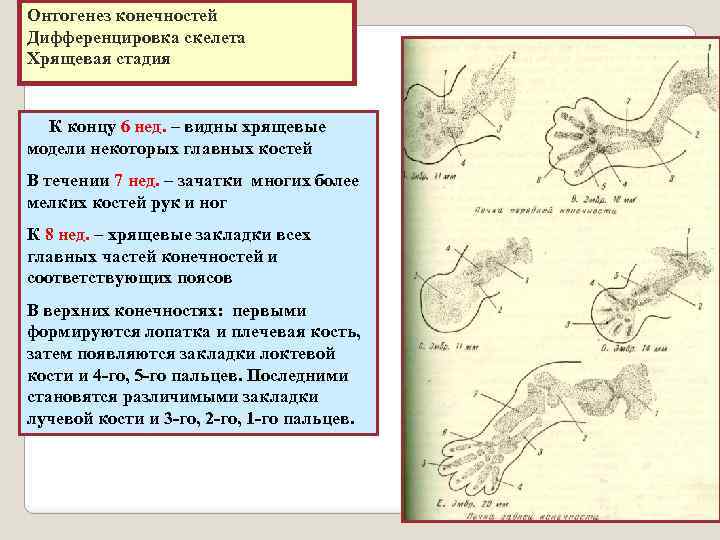 Онтогенез конечностей Дифференцировка скелета Хрящевая стадия К концу 6 нед. – видны хрящевые модели