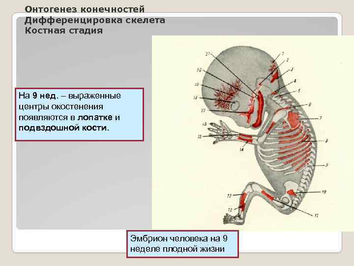 Онтогенез конечностей Дифференцировка скелета Костная стадия На 9 нед. – выраженные центры окостенения появляются